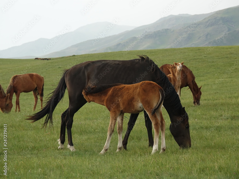 Horses, cows on a pasture in the mountains of Kazakhstan.
