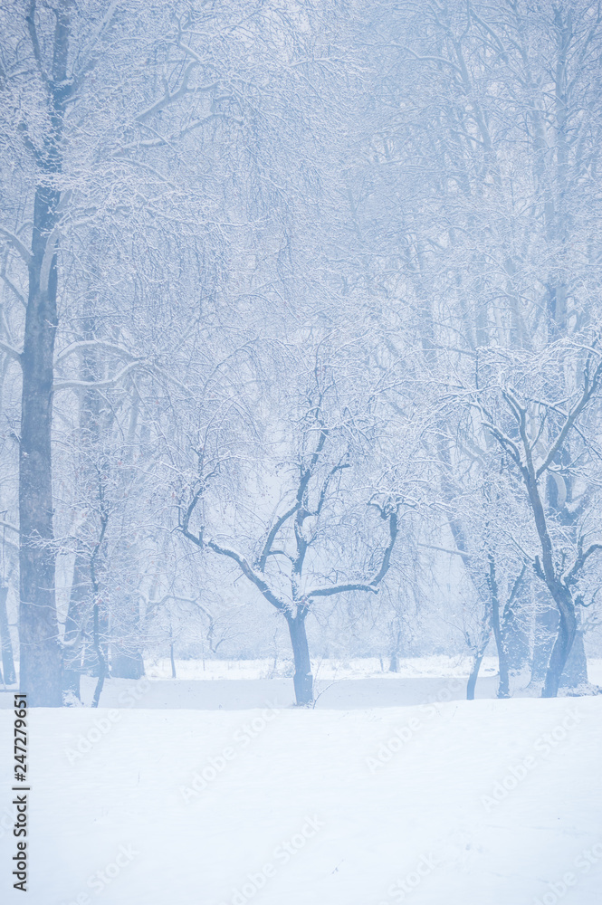 Fototapeta premium Fresh snowfall on trees without leaves. Snow covered trees on both sides of a forest path. Foggy conditions during snowfall