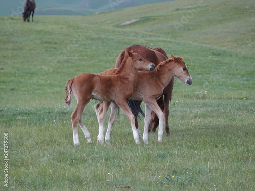 Horses, cows on a pasture in the mountains of Kazakhstan.