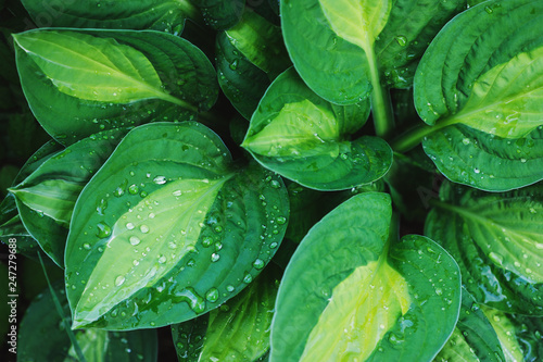 hosta leaves close up in summer garden. Plants for shady places in landscape design.