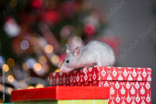 Foto Gray rat with gifts on the background of the Christmas tree