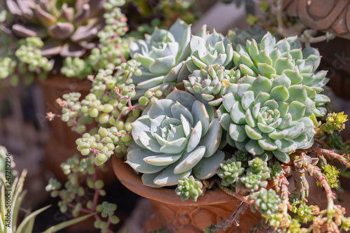 Succulents cactus in desert botanical garden for decoration and agriculture design.