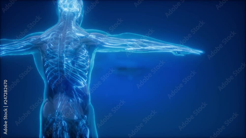 science anatomy scan of human blood vessels science anatomy scan of human blood vessels