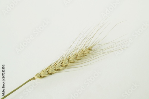 Wheat grains on white background.