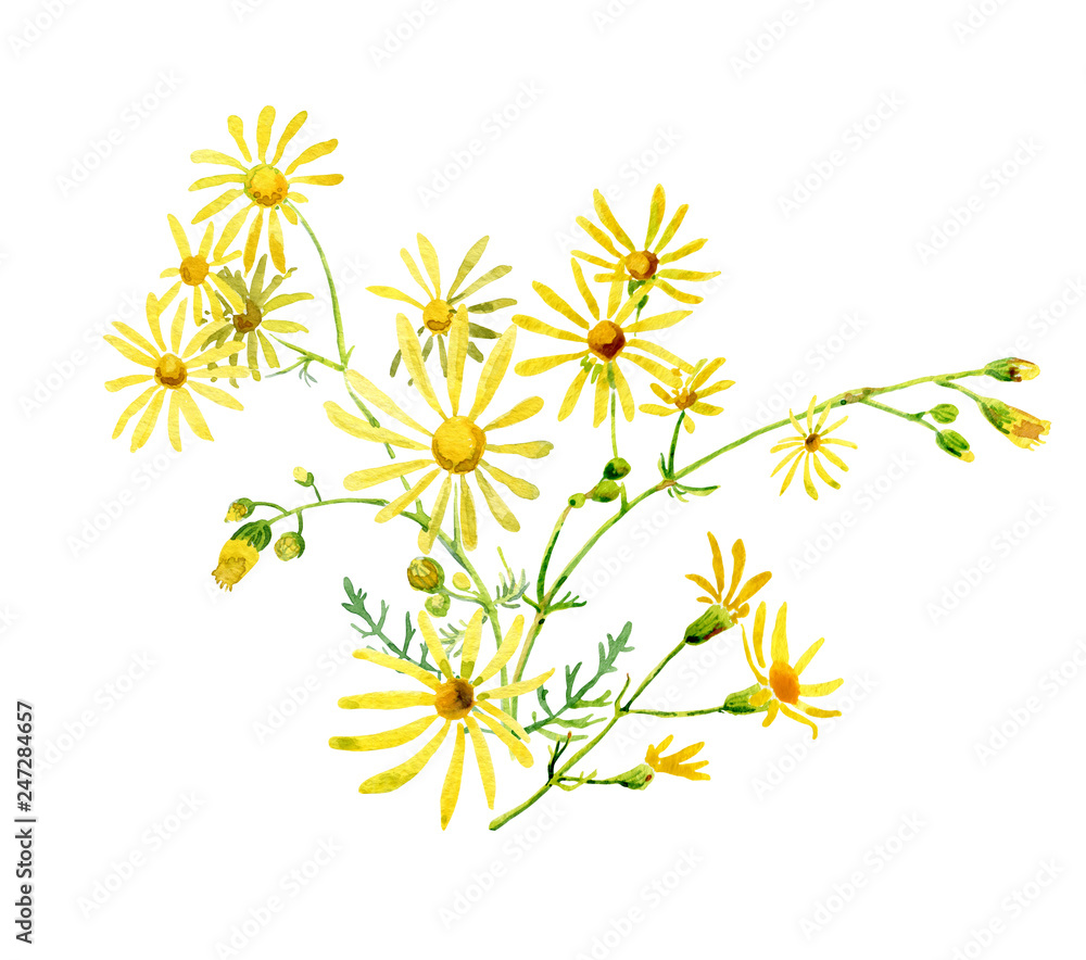A small watercolor bouquet of yellow daisies on a white background. For greetings and invitations