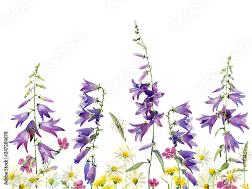 Background of wild flowers carnation, bluebell and chamomile on a white background. For congratulations, invitations, weddings and birthday