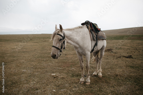 Horse, Kyrgyzstan © Ella
