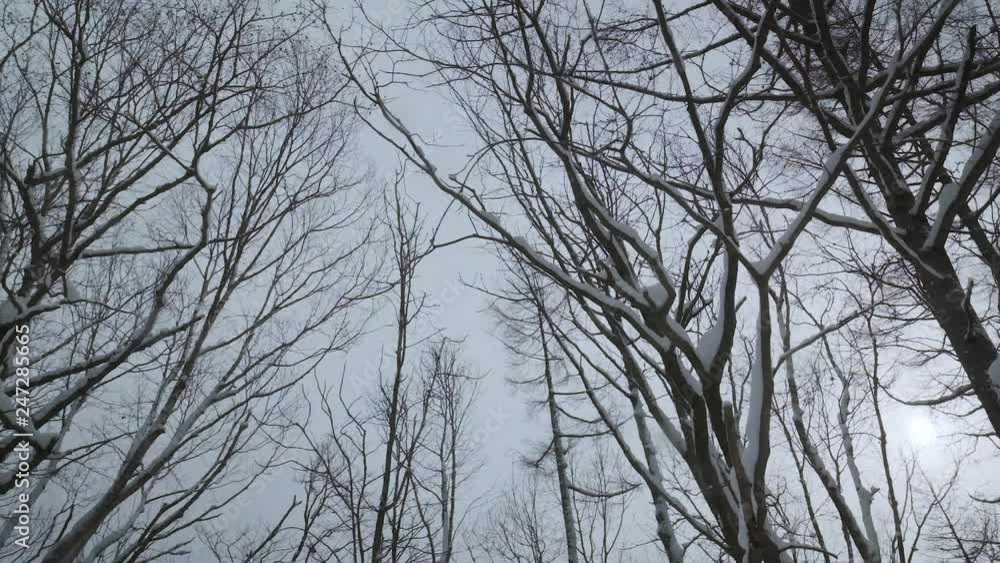 森に振る雪 015 スローモーション 120p 森に振る雪 015 スローモーション 120p