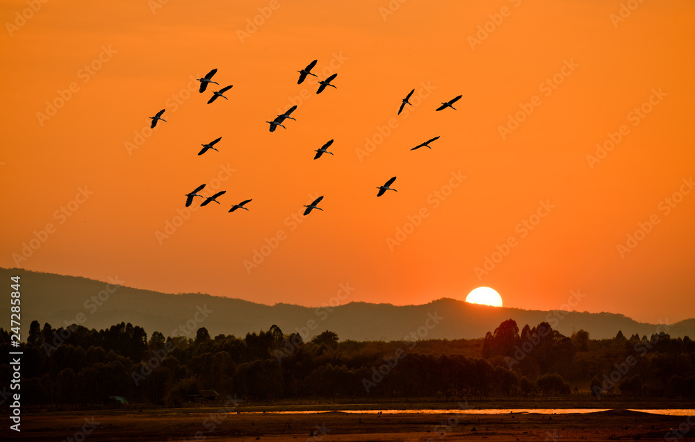 Obraz premium Silhouettes of birds flying over the dam at sunset.
