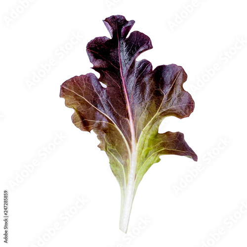 Purple lettuce leaf isolated on white background. Red Oakleaf lettuce salad