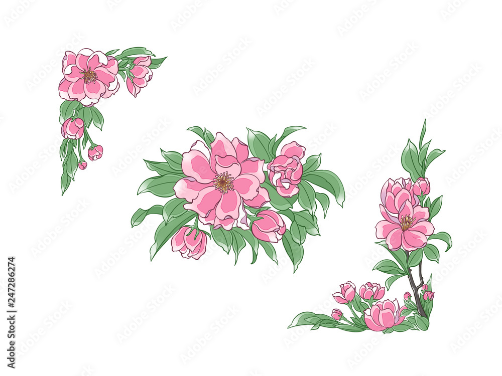 Colorful illustration of males spectabilis flowers, isolated.