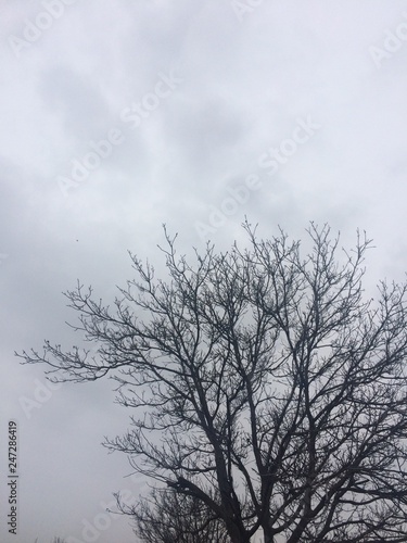 Leafless trees  photos of cloudy weather