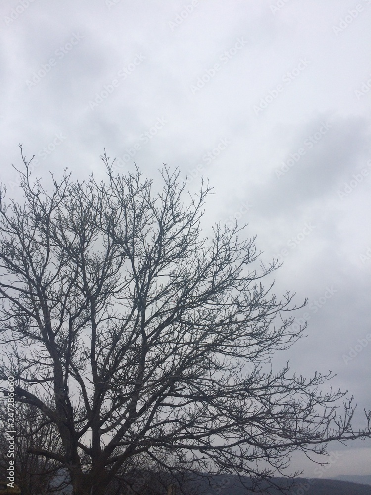 Leafless trees, photos of cloudy weather Leafless trees, photos of cloudy weather
