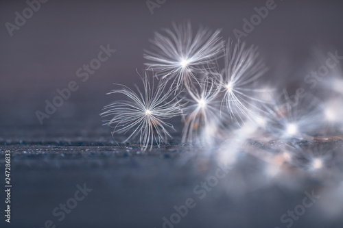 Selective focus on Dandelion seeds for nature background