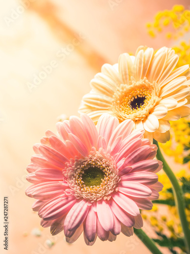 Bunch of beautiful flowers gerbera closeup