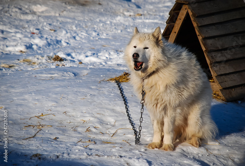 Foto The terrible conditions of keeping dogs when breeding them on special farms for