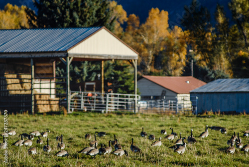 Geese in the foreground and a barn in the background.