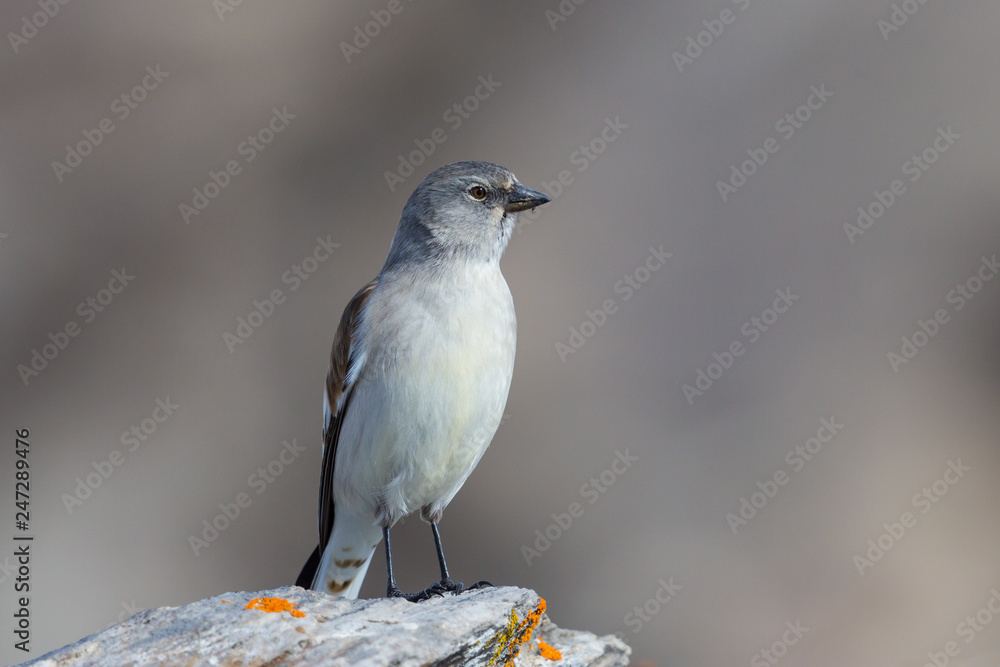 portrait isolated white-winged snowfinch bird (montifringilla nivalis) portrait isolated white-winged snowfinch bird (montifringilla nivalis)