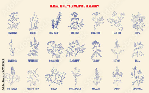 Best medicinal herbs for migraines relief