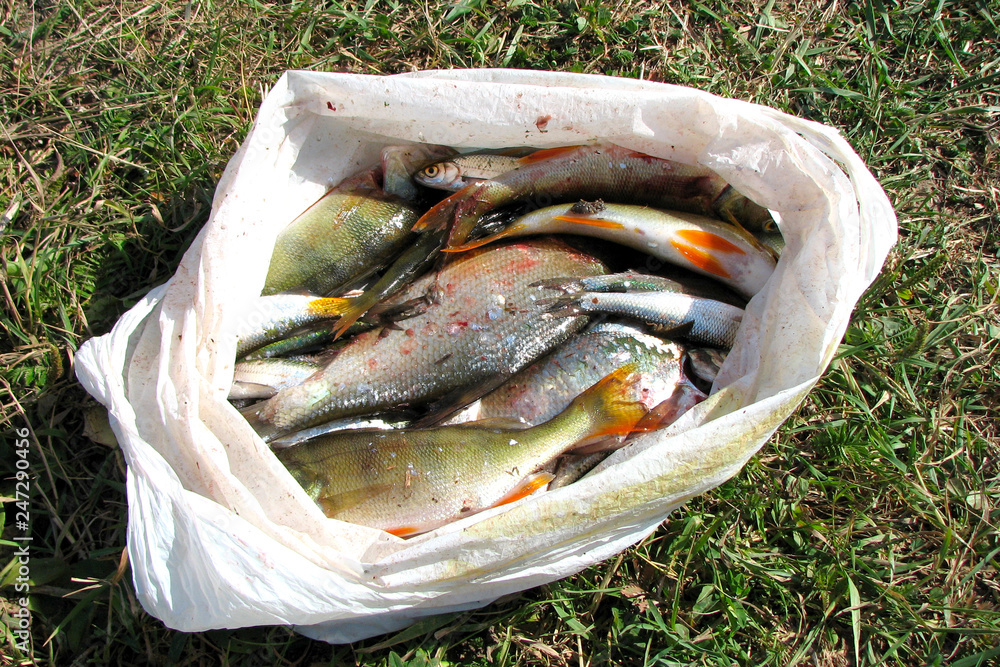 Many freshly caught river fish in a plastic bag are lying on the