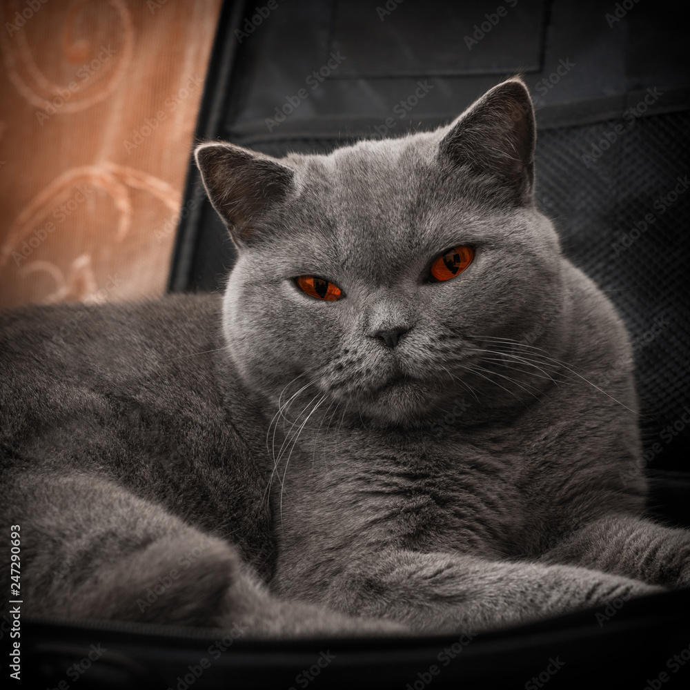 British shorthair cat resting in a laptop case