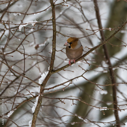 Colorful Hawfinch bird in a tree by wintertime