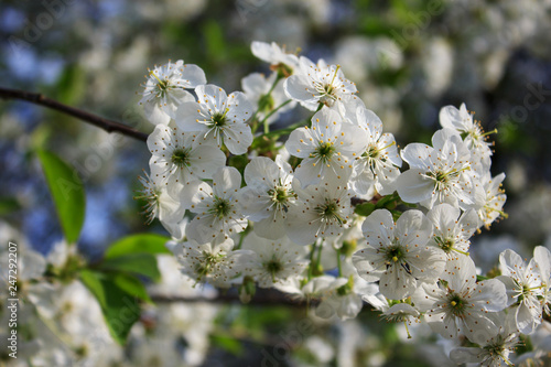 Flowering branch of cherry tree. Festive easter background. Spring floral background. Selective focus.