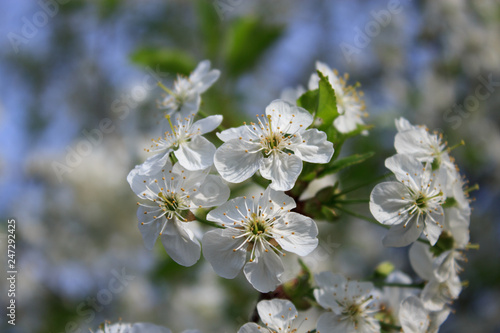 Flowering branch of cherry tree. Festive easter background. Spring floral background. Selective focus.