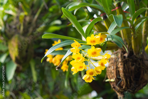 Close-up of Beautiful yellow orchid in the garden. (Dendrobium lindleyi)