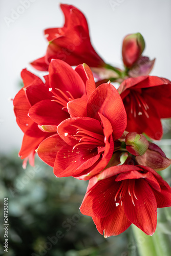 Fototapeta Naklejka Na Ścianę i Meble -  Close up of a red amaryllis. Amaryllis flowers in Glass vase. Flower shop concept, Wallpaper