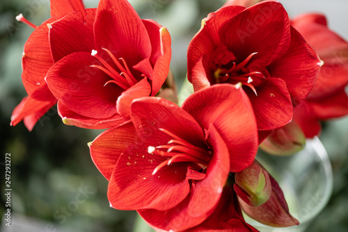 Close up of a red amaryllis. Amaryllis flowers in Glass vase. Flower shop concept, Wallpaper photo