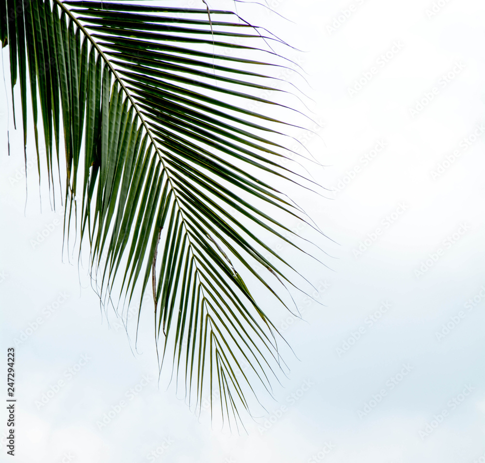 Obraz premium Palm leaves on white