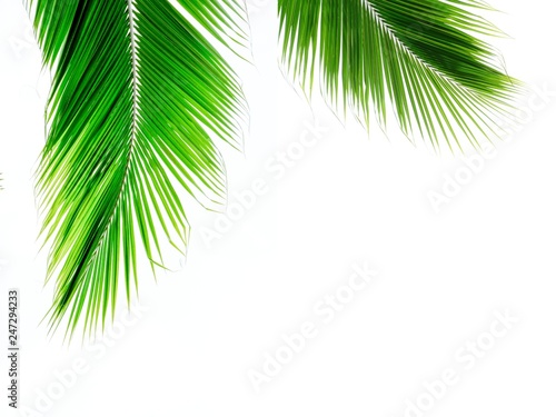 palm coconut leaves on white background