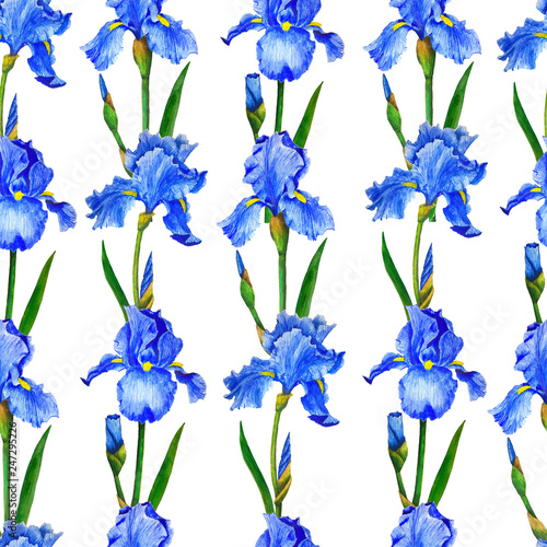 Fototapeta Naklejka Na Ścianę i Meble -  Pattern flowers irises watercolor digital paper decoration design botanical illustration textile invitations greeting card	