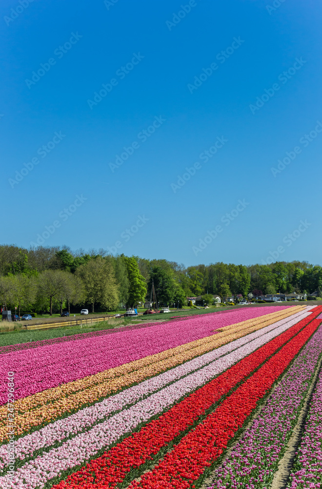 Colorful tulips along a canal in Noordoostpolder, Netherlands