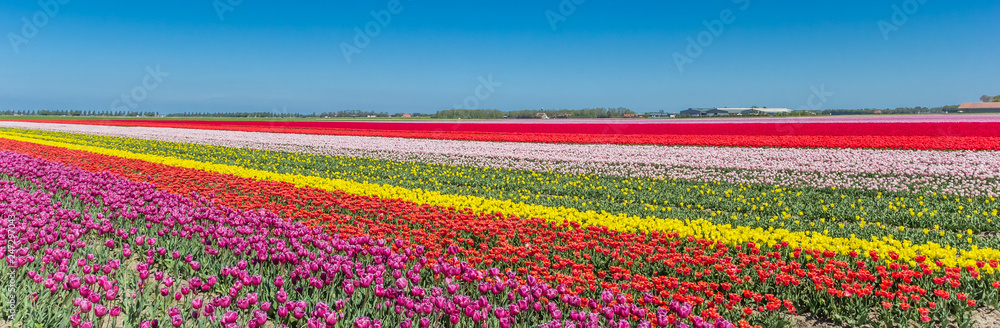 Panorama of a colorful tulips field in Noordoostpolder, Netherlands