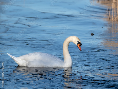 Mute Swan in Icy water
