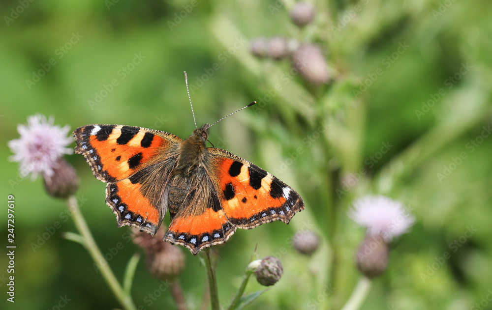 A pretty Small Tortoiseshell Butterfly (Aglais urticae) nectaring on a thistle flower. A pretty Small Tortoiseshell Butterfly (Aglais urticae) nectaring on a thistle flower.