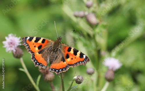 A pretty Small Tortoiseshell Butterfly (Aglais urticae) nectaring on a thistle flower.