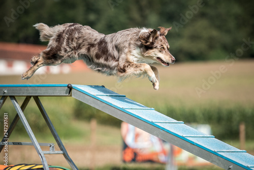 Photos Agility Steg