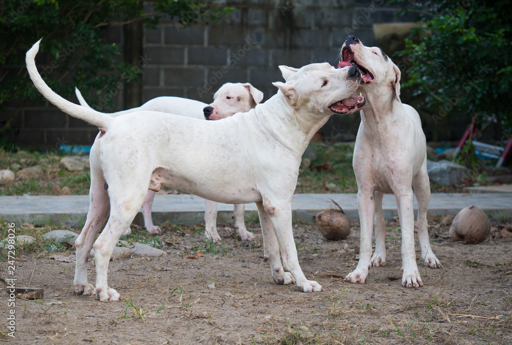 Three Dogo Argentino dogs playing outdoors at the yard