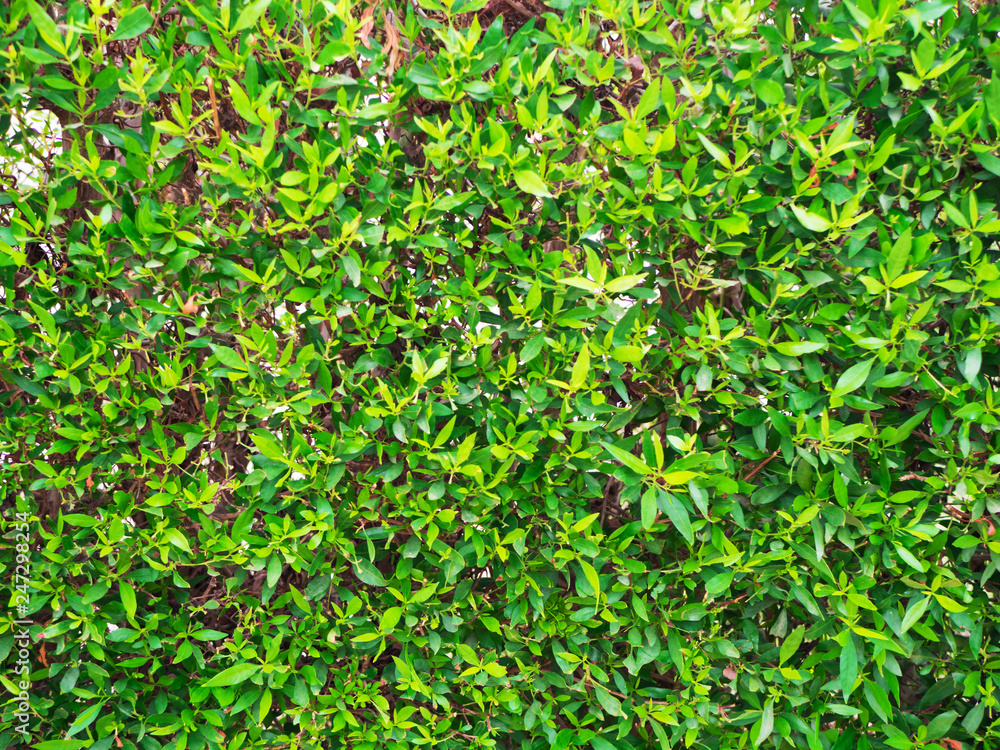 Obraz premium Green natural abstract background. Green bush leaves