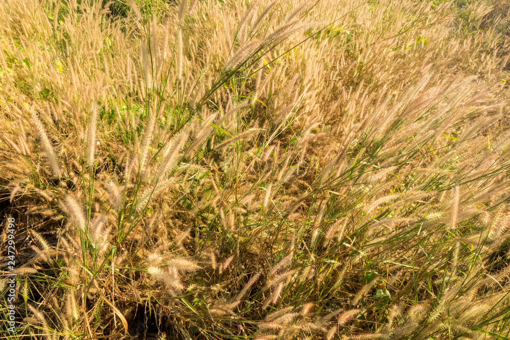 Background of grass flowers Background of grass flowers