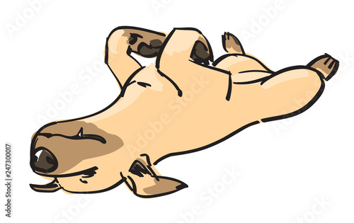 Lucky dog relaxes lying on his back.