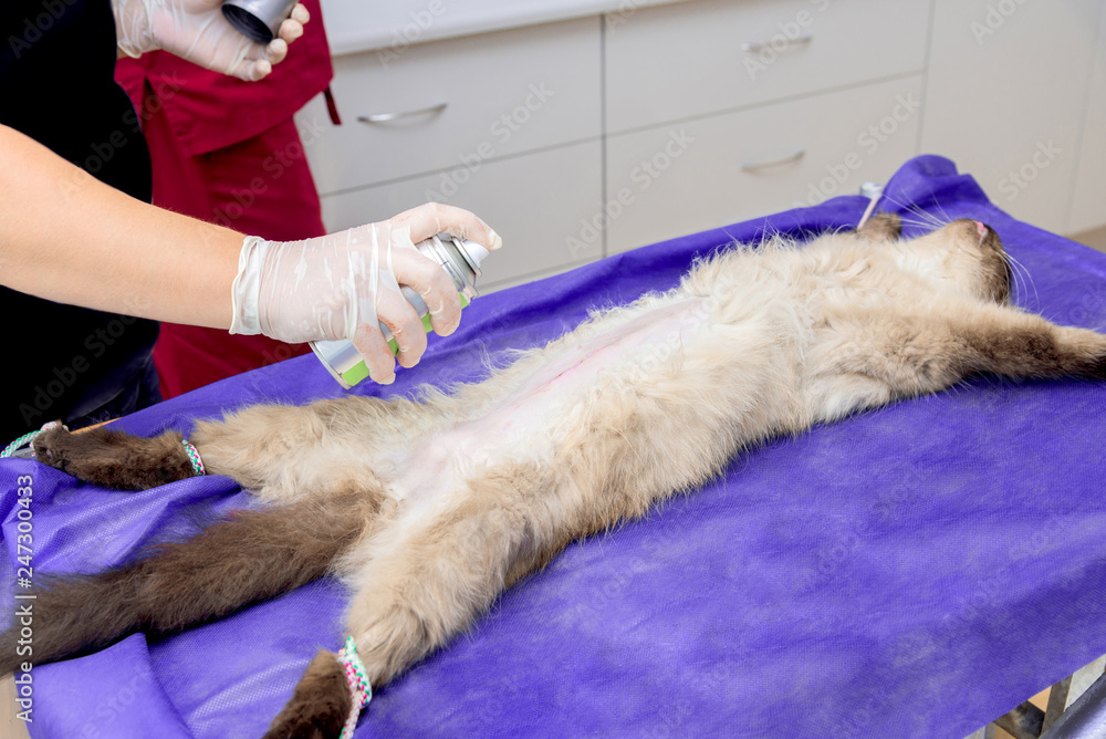 Sterilization of a cat in a veterinary clinic Sterilization of a cat in a veterinary clinic