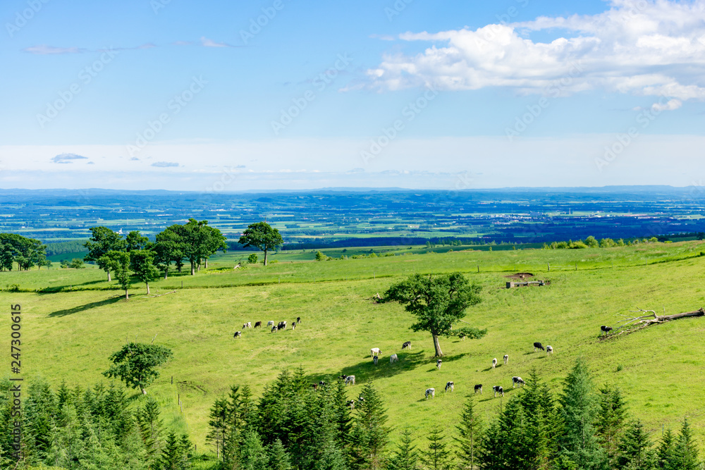Fototapeta premium 青空のナイタイ高原牧場