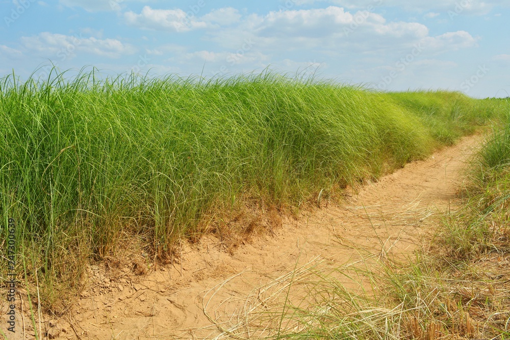 Vetiver grass and soil pathways Vetiver grass and soil pathways