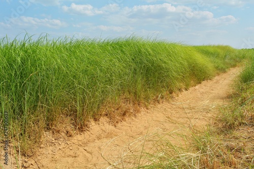 Vetiver grass and soil pathways