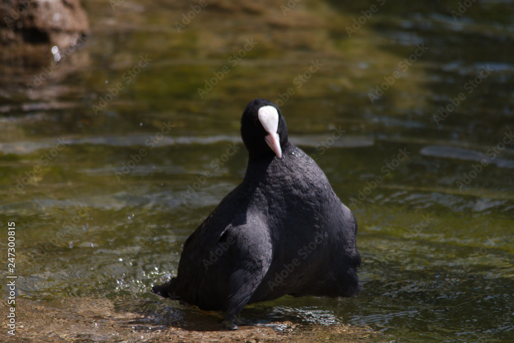 Fototapeta premium Blässhuhn bei Körperpflege