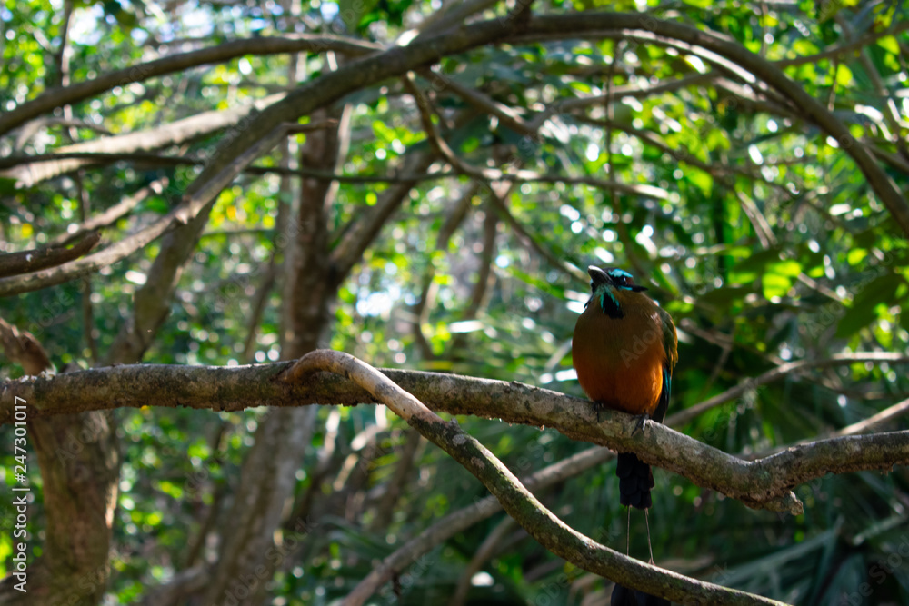 Colorful bird on Tree, Close up Colorful bird on Tree, Close up